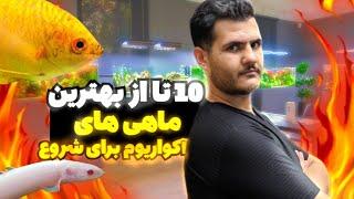 بهترین ماهی های آکواریوم 