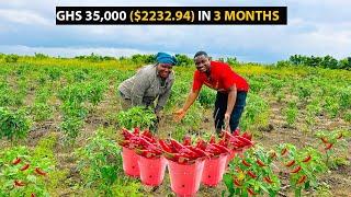 Chilli Pepper Farming Explained | How To Start a SUCCESSFUL CHILLI PEPPER Farm as a Beginner #pepper