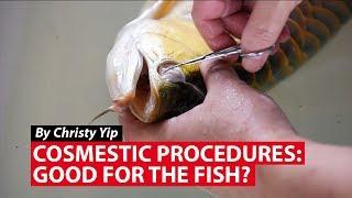 Cosmetic Procedures: Good For the Fish? | CNA Insider