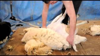 Sheep Shearing Demonstration