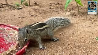 Squirrel - Brown Squirrel Picking Food On The Ground | World Animals Hub