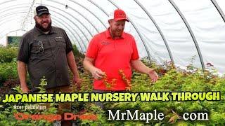 Japanese Maple Nursery Tour | MrMaple.com Greenhouse #25 Walkthrough Wednesday