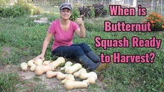 How to Tell if Butternut Squash is Ready to Harvest!  Simple Tips to Help You