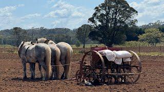 Australian Draught Horses seeding the paddock with Millet