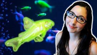 GloFish Corydoras Care Guide | GloFish Care Guide Series Ep. 7 | Corydoras