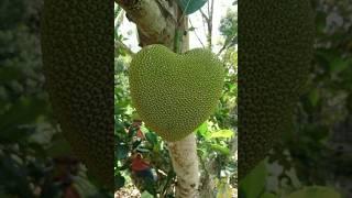 Very unique vegetables and fruits  #shorts #youtubeshorts #shortsvideo #shortsviral