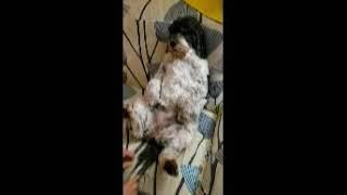 what after dog massage? watch