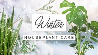 Winter Care Tips For Houseplants  How To Keep Indoor Plants Healthy Over Winter 