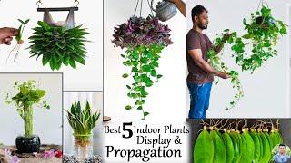 5 Best Living room Makeover with Indoor Plants | Indoor House Plants Display Ideas//GREEN PLANTS