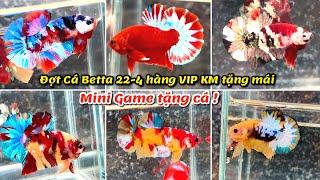 Đợt Cá Betta 22-4 Hàng VIP Red, Yellow Fancy, Koi Multicolor, Red Copper, Koi Galaxy KM tặng mái !