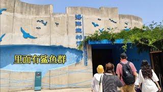 山东青岛水族馆之海洋生物馆，里面有鲨鱼群和北极熊，真涨知识！