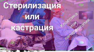 Какая стерилизация кошек лучше - лапароскопическая или обычная.