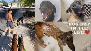 LIFE WITH 3 DOGS || DOG CARE ROUTINE || 2 BELGIAN MALINOIS | 1 DOBERMAN PINSCHER