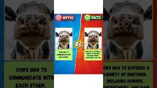 Did You Know This Myth Vs Fact #fact #facts #myth #myths #mythvsfacts