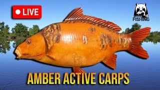 Time for Rare Carps on Amber - RF4