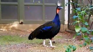 Congo peafowl (Afropavo congensis) -  African peacock