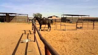 arabian riding horse(3) قرزل ^__^