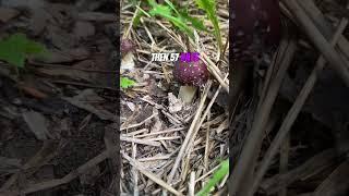 Growing GIANT Wine Cap Mushrooms in the Garden! #shorts #shortvideo #growyourown #mushroom #garden