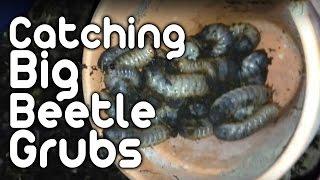 Catching Big beetle grubs!!!