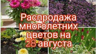 РАСПРОДАЖА МНОГОЛЕТНИХ ЦВЕТОВ НА 28 АВГУСТА.