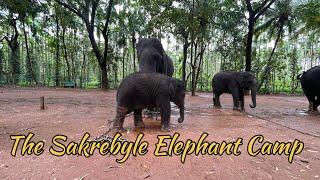 A day in sakrebyle elephant camp shimogga karnataka