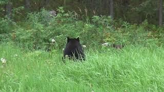 Spotted Family of black bear | wildlife nàtùr e@wildlife0300