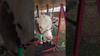 Show steers #viralshorts #shortsviral #trendingshorts #viralvideos #showcows