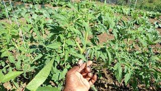 How to Prune: || Tomato Plants for Less Fungus in Your Garden & Maximum Yield | and plant health