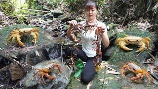 Catch Crab & Cooking, Bad Guy Broke Into The Farm To Steal Chicken | Phương - Free Bushcraft