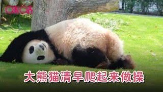 大熊猫清早爬起来做操，镜头拉近一看，顿时乐开了花 The panda does exercises.