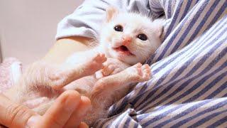 The kitten's silent cries are too cute [Please turn on subtitles when watching]