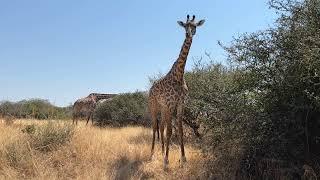 Kichaka Camp | Ruaha National Park