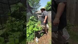 Squash Vine Borer Control Tips