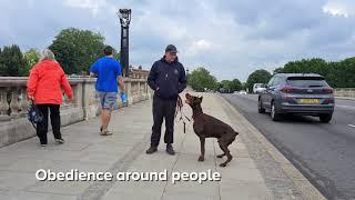 Residential Training for an aggressive Doberman