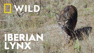 Iberian Lynx Hunts a Rabbit | Incredible Europe | National Geographic WILD UK