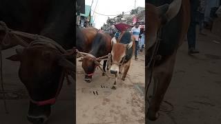 Big cow|the world cow|America Brahman cow|biggest cow|gabtoli gorur haat|#cow_cattle_in|#cow|#bull