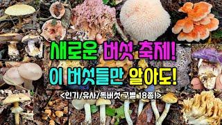 새롭게 시작하는 버섯축제! 18종의 인기버섯! 유사버섯! 독버섯! 이 버섯들만 알아도 즐길 준비 끝!