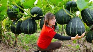 30 Days of growing and harvesting | Harvesting sweet black pumpkin & Cook delicious food with family