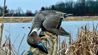 INSANE DUCK Hunting and Goose Hunting Mixed Bag! W/ Surprise Trophy Bird!