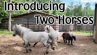 Introducing our two new dwarf horses to the herd - Summer Vlog