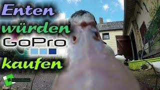 ◄NATUR► Was junge Enten mit einer GoPro anstellen - Enten hautnah! [HD+]