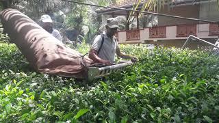 Motorized tea harvesting Mr. Upali Piyathissa's tea land @ Rambukkana