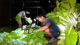 为保证新鲜凌晨三点摘菜，小快菜首批采收，又脆又嫩很容易断了！