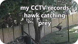 Hawk catching prey recorded on my new CCTV