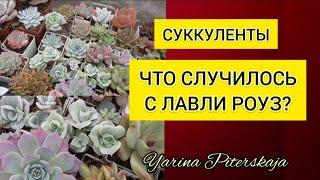 Суккуленты. Что случилось с лавли роуз?