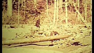 Bigfoot Man or Beast BEST Sasquatch documentary 1972 Patterson-Gimlin film Robert Morgan full movie