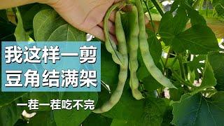 种豆角要不要打顶摘心？看效果 How to grow lots of beans