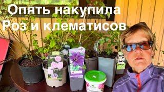 #финляндия#дача#сад Опять накупила роз, клематисов. Планирую, куда бы посадить. Рекомендуйте ️️