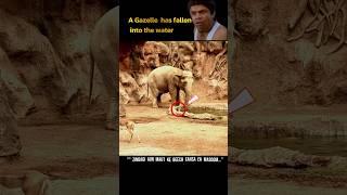 Elephant Saved A Life !  #wildlife #animalfacts .