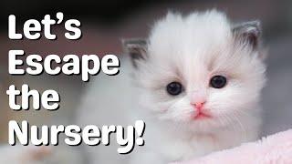 Ragdoll Kittens 4 Weeks Old | So Cute